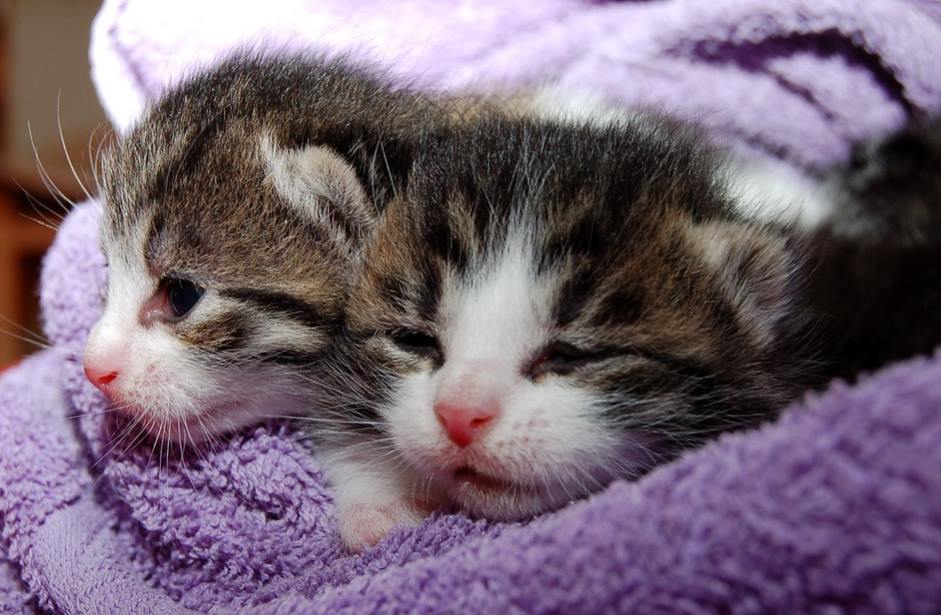 Dwa słodkie kotki